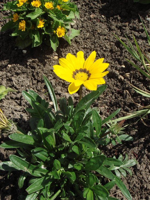 Gazania x 'Kiss Lemon'